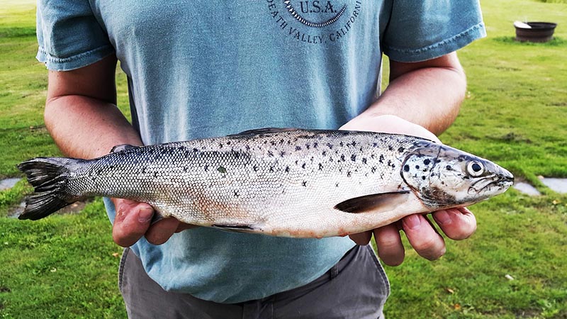 Angelschein Baden Württemberg Lachs