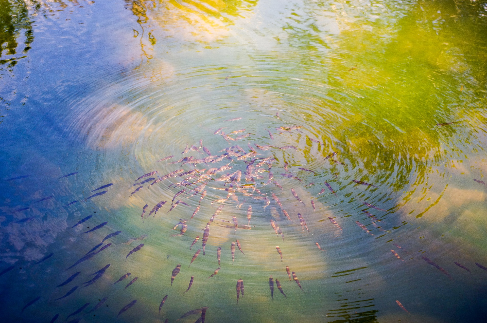 Angelschein Speyer - was sind das fuer Fische