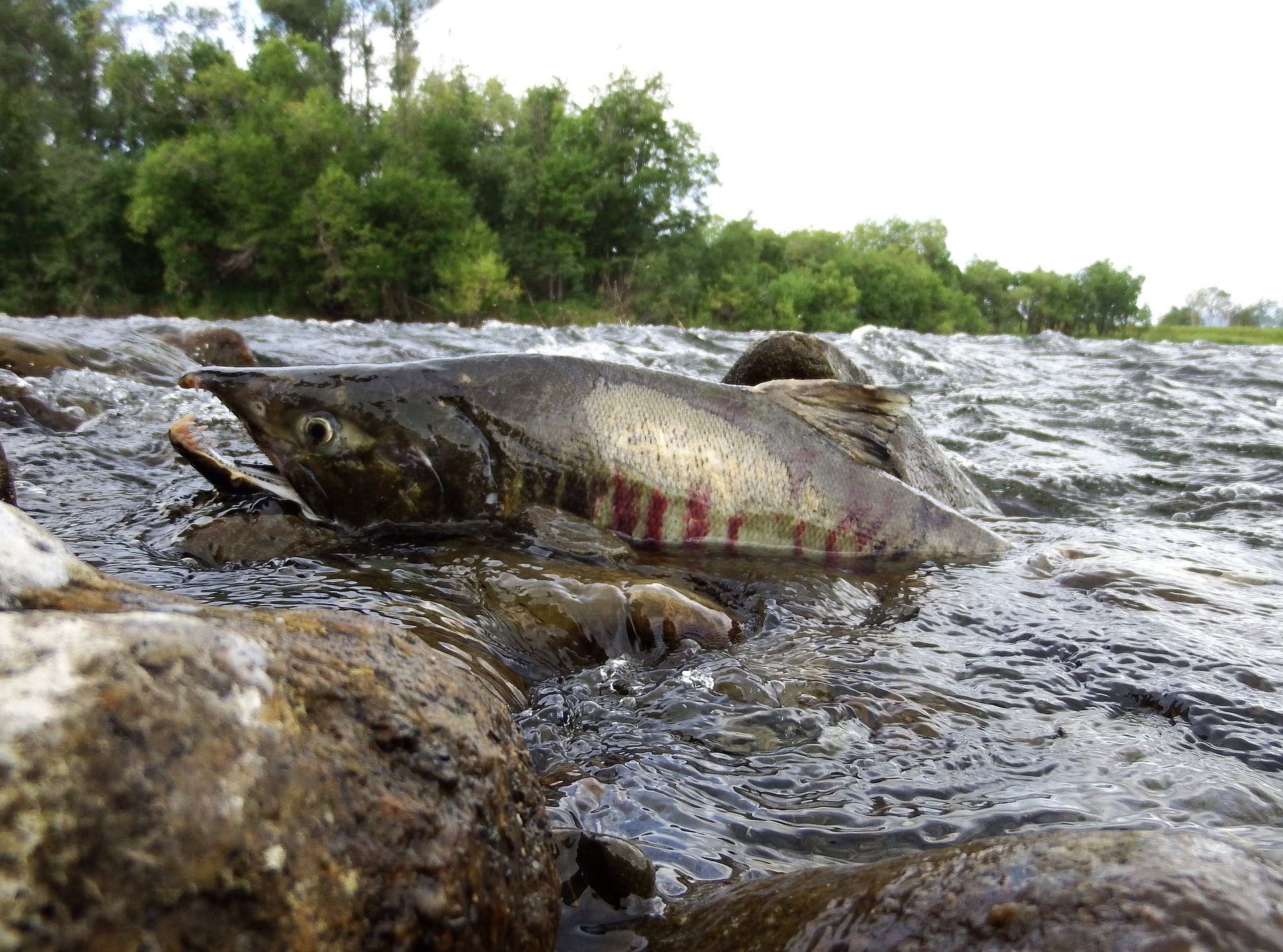 Angelschein Stade - ein Fisch im Fluss