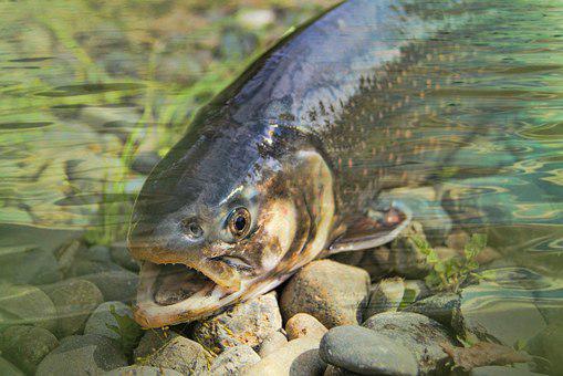 Angelschein Reutlingen - Fisch an Land