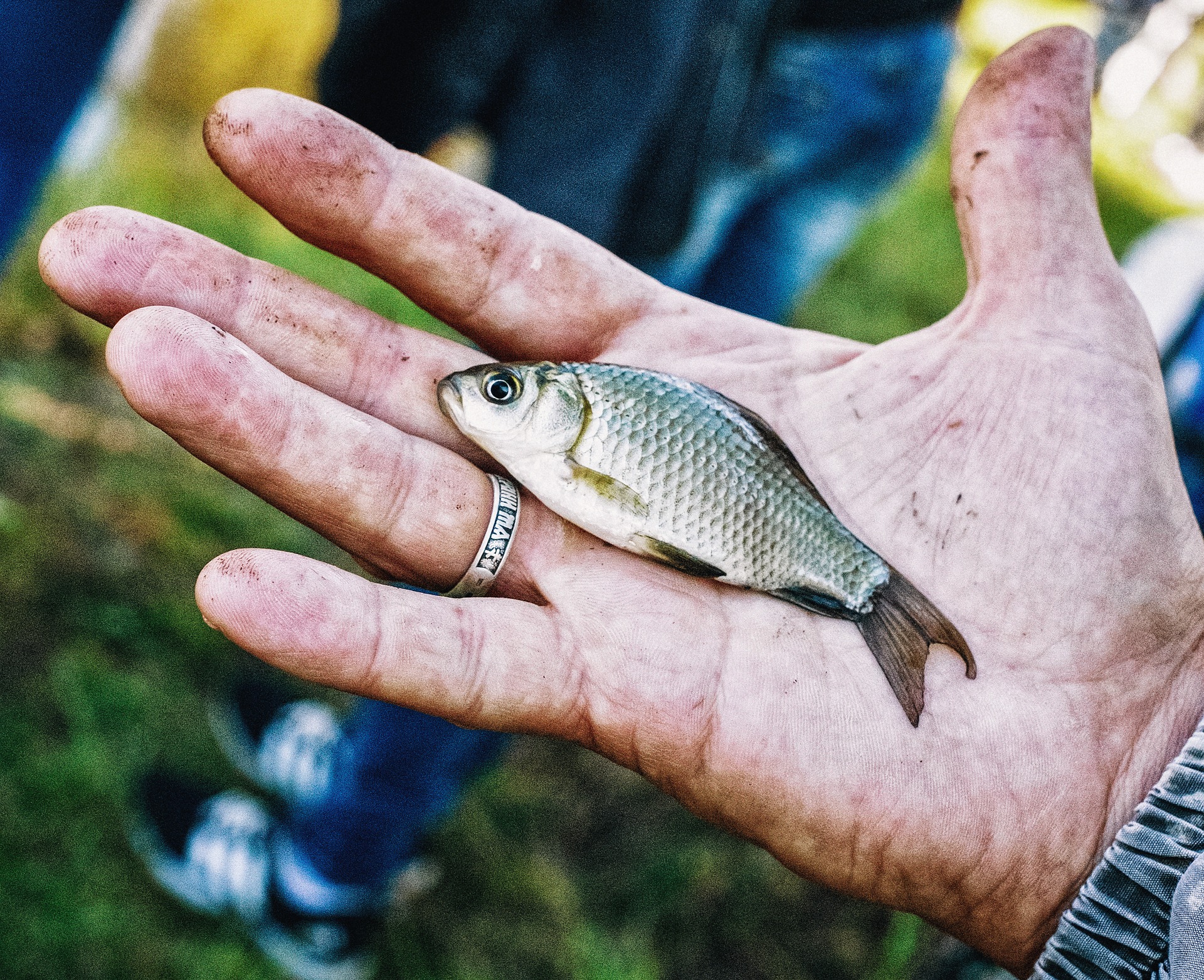 Angelschein Gummersbach - kleiner Fisch